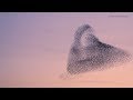 Dutch Starling Murmuration