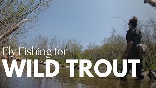 Small Stream Fly Fishing for Wild Trout! (Rainbow, Brook, and Brown Trout)