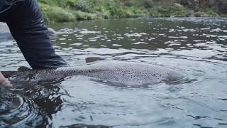 Fish Partner Trout and Salmon fishing summer 2019