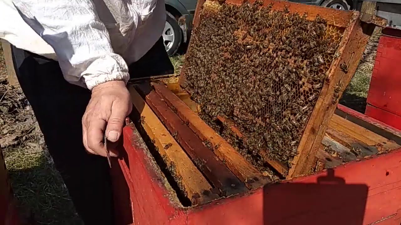 Pčelarstvo-veoma važan pregled pčelinjih zajednica u februaru 2021 god.