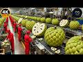 Inside a Custard Apple Factory: Fresh Fruit to Creamy Dessert (Full Process)