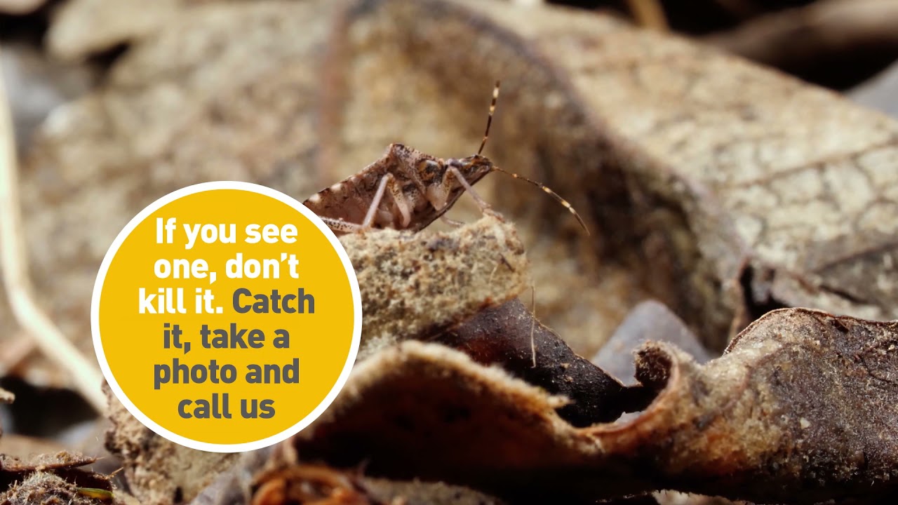 Let’s keep Stink Bugs out of New Zealand YouTube