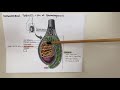 Male reproductive system anatomy