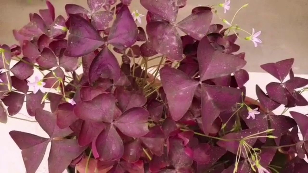 Winter care of Oxalis Triangularis before it goes into dormancy 
