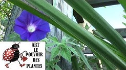 Jardinage: Ipomoea pubescens comment faire un semis d'ipomée à caudex: plante vivace