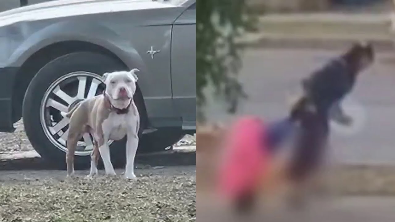 Vicious Pit Bull attack caught on camera - YouTube