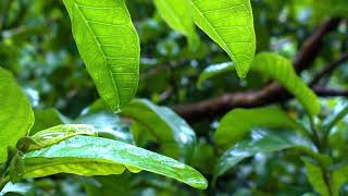 ASMR Raindrops on leaves, thunder, birds, soft soothing sounds screenshot 4