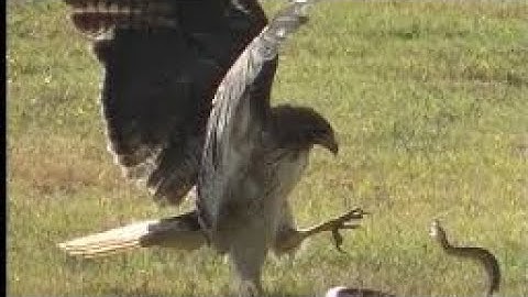 Bird vs Snake vs 2 Ai Shorts #birds#nature #wildlife