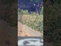 MD500 Hard Landing