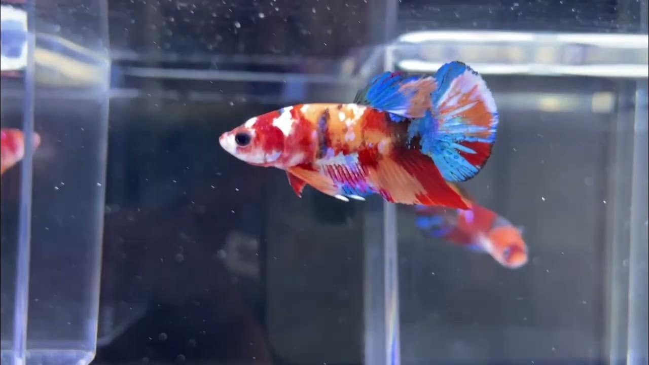 P64 ベタちゃん ベタ 熱帯魚 タイ ベタ好き アクアリウム 一人暮らし コロナに負けるな ペット 可愛い Love 癒し 新しい趣味 インドア Aquarium Youtube