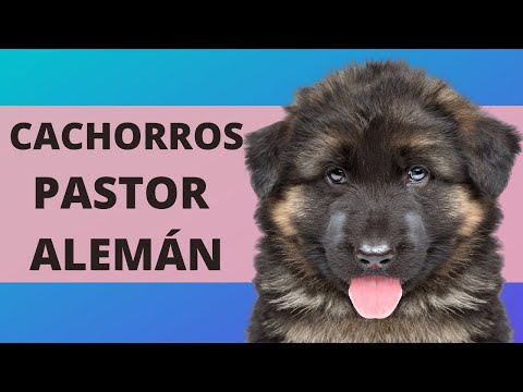 Video: Cuidado Del Cachorro De Pastor Alemán