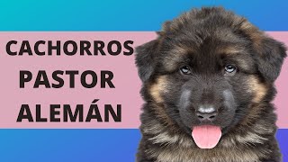 ENTENDIENDO A LOS CACHORROS DE PASTOR ALEMÁN