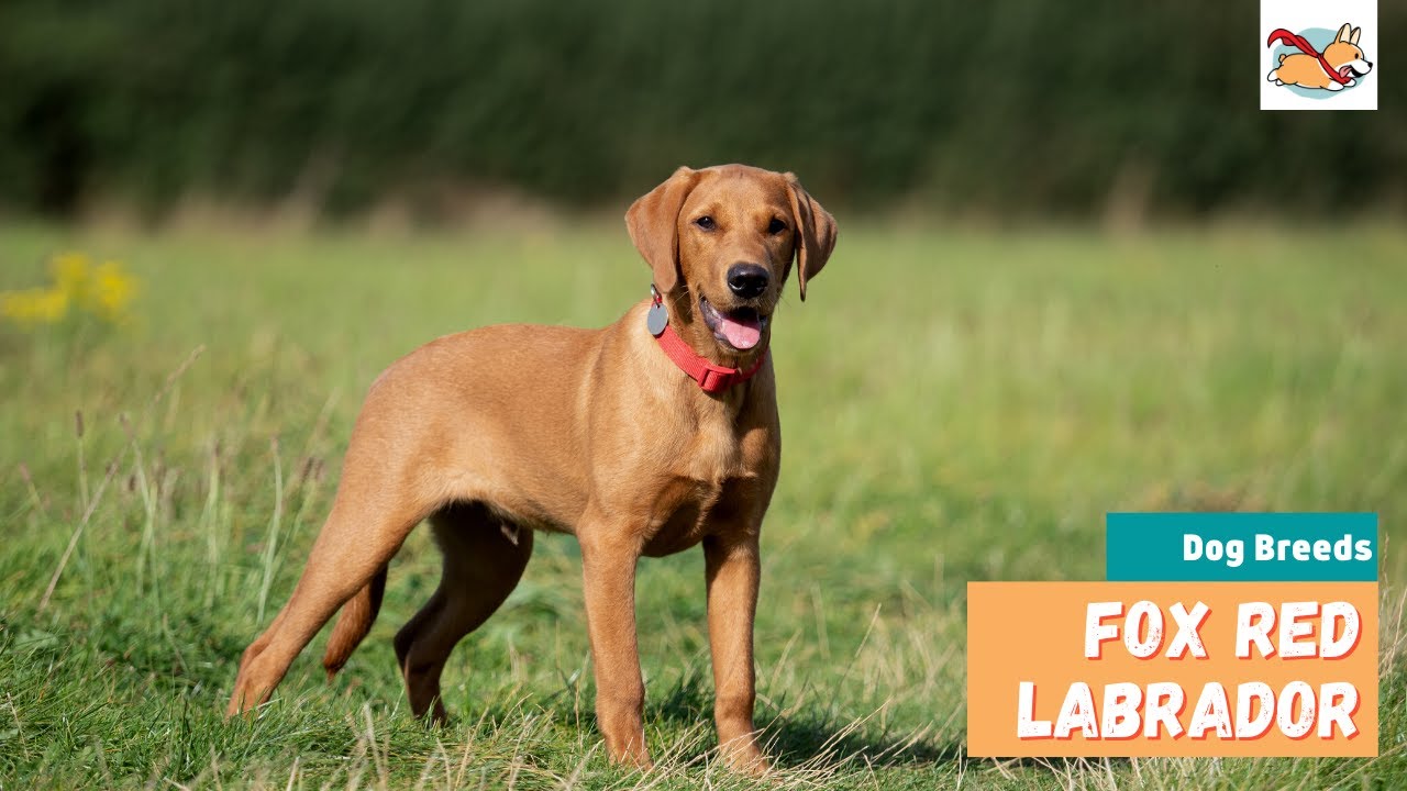 Ontdek de Labrador Fox Red: Alles over deze hond | Hondop1