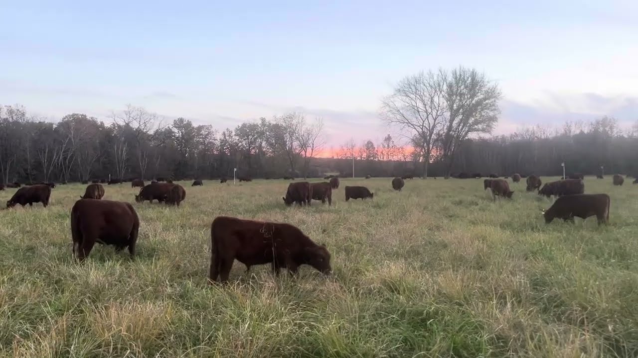 За пределами гамма-травы: сила разнообразия для круглогодичного выпаса