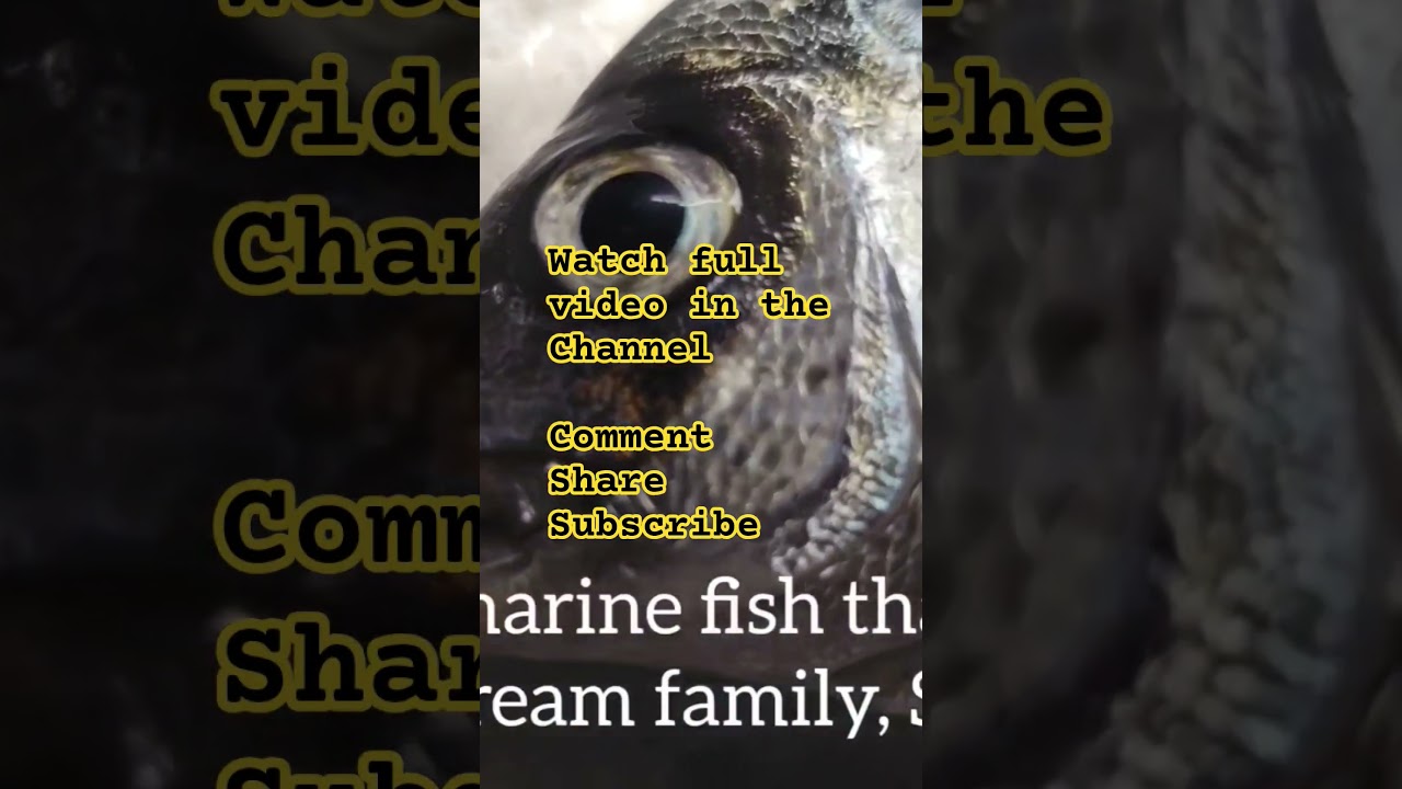 Рыба Diplodus sargus (полное видео на канале)