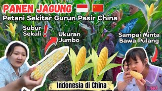 PANEN JAGUNG UKURAN BESAR DI LADANG DESA TERPENCIL CHINA