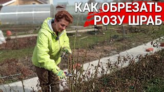 Как обрезать розу шраб? | Весенняя обрезка роз