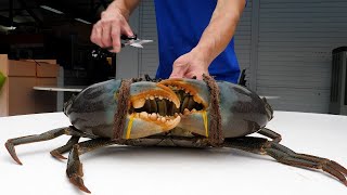 거대한 인도 칠리 크랩, 코코넛 크랩, 맹그로브 크랩 Giant Indian Chili Crab, Coconut Crab, Mangrove Crab