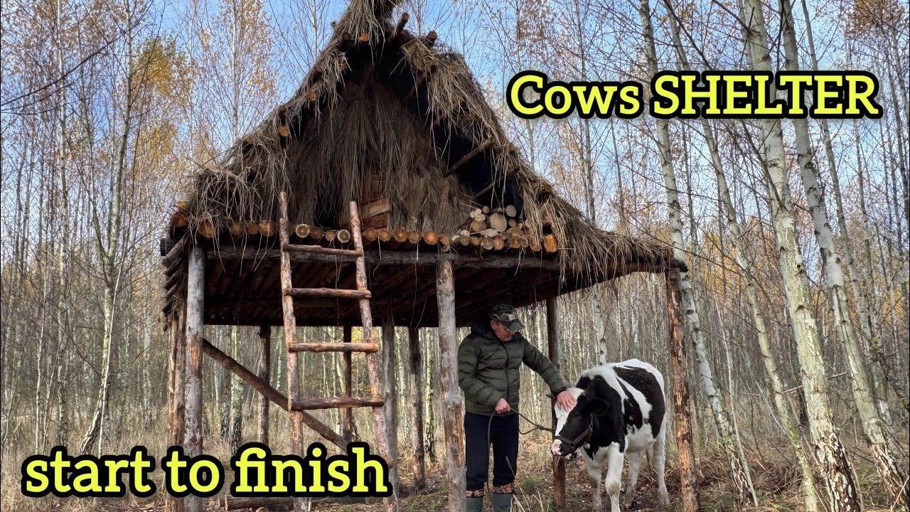 I built a winter shelter in the forest for the cows and the shepherd. simple survival hut is ready.