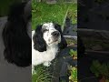 Кто съел клубнику Like собака 歌ってもらった Comedymemes топ Como Funnymemes Кто съел клубнику Like собака 歌ってもらった Comedymemes топ Como Funnymemes