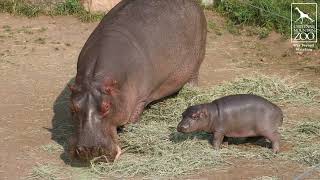 Hippo Calf Learning How to Hippo From Mom, Zambezi