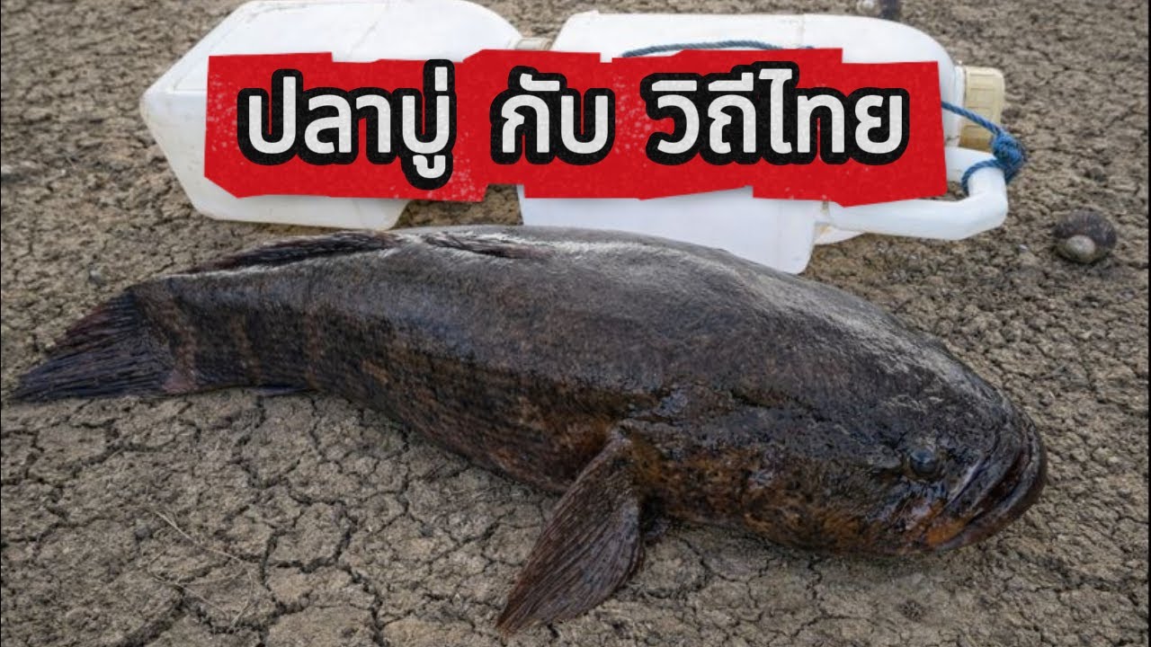 "ปลาบู่" กับ วิถีไทย