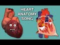 HEART ANATOMY SONG