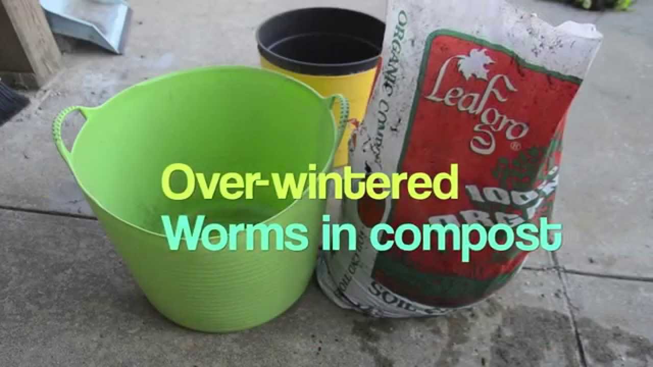 Storing compost with worms over winter did they survive? YouTube