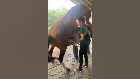 Video De Caballo Para Estados / Extracción de semen 4 #shorts