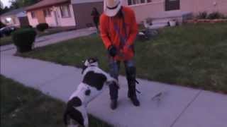 Pit Bull Attacks Walking On Leash - Dog Intervention Dog Whispererinterventionist Big Chuck Mcbride