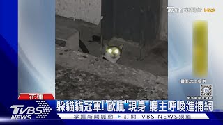 躲貓貓冠軍!「歐膩」現身 聽主呼喚進捕網TVBS新聞 @TVBSNEWS02