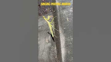 Singing praying mantis. #insects #magic