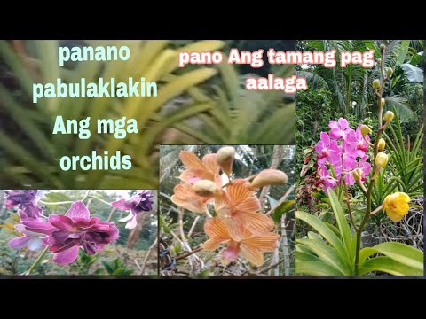 Video: Pagpapalaki ng Vanda Orchid - Alamin ang Tungkol sa Pag-aalaga Ng Vanda Orchid