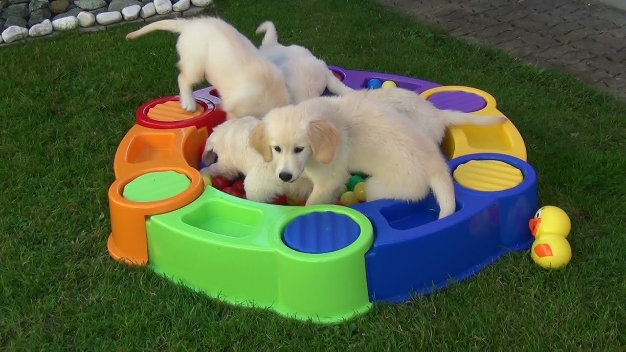 owalo design Abc Hunde In Not