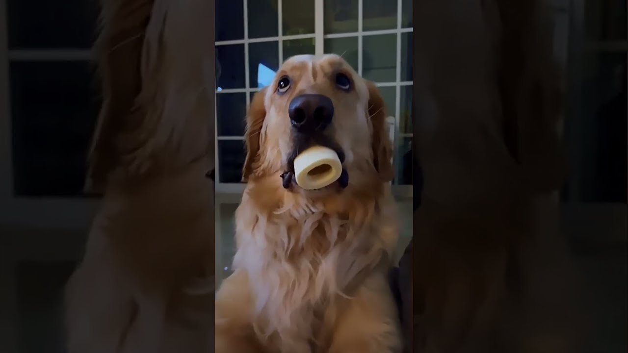 A Beautiful Golden Retriever Ever Goldenretreiver