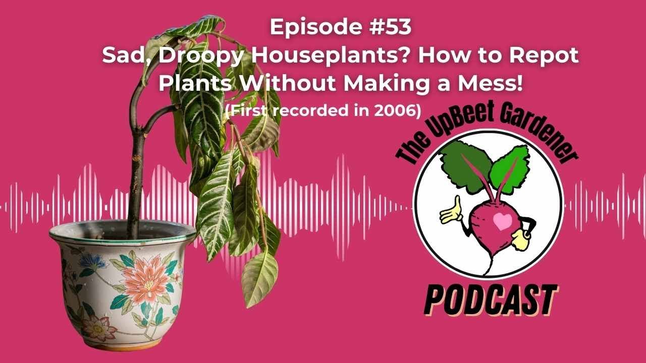 Sad, Droopy Houseplants? How to Repot Plants Without Making a Mess!