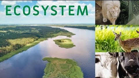 What is Ecosystem? | Class 6 Science Chapter 4| Sindh Textbook Board |