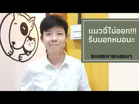 วีดีโอ: โรคระบบทางเดินปัสสาวะในแมว: การรักษาโรคระบบทางเดินปัสสาวะส่วนล่างของแมว