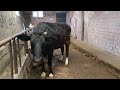 İneklere bakım ve Tanıtım vlog #cow #inek 