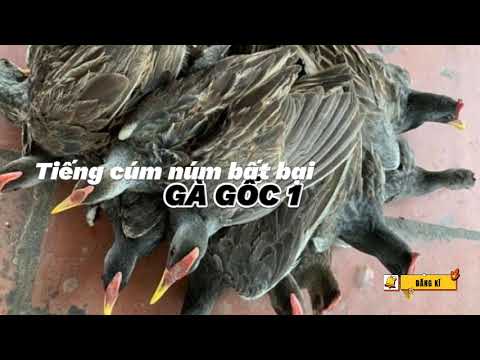 Tiếng cúm núm GÀ GỐC - Tiếng cúm núm ăn chim nhất, tiếng chim đêm @tiengchimdemmientay
