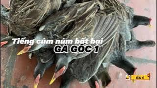 Tiếng cúm núm GÀ GỐC - Tiếng cúm núm ăn chim nhất, tiếng chim đêm @tiengchimdemmientay