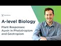 Plant Responses: Auxin in Phototropism and Geotropism  | A-level Biology | OCR, AQA, Edexcel