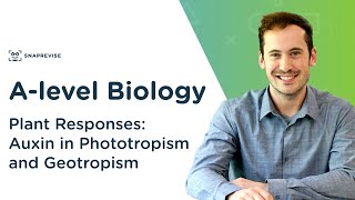 Plant Responses: Auxin in Phototropism and Geotropism  | A-level Biology | OCR, AQA, Edexcel