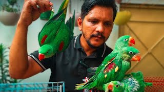 Parrot Babies Ki Halat Kharab 🥵— Lalukhet Market Mein Kya Chal Raha Hai? 😡😱 | PBI Official