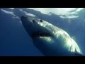 Shark Senses and Seal Behavior