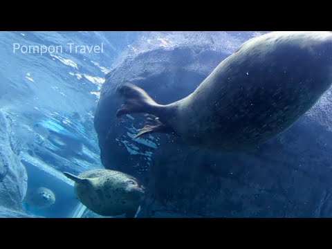 ３連続 ゴマフアザラシ｜札幌市円山動物園