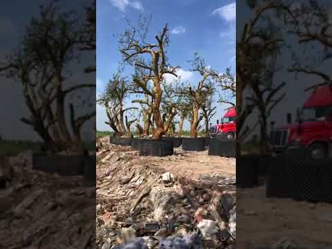 Video Cẩu cây cho khách Quảng Ngãi. Lựu đỏ cổ thụ. 0911451210 - youtube