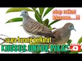 siap mikat maseee..!!! suara burung perkutut khusus pikat #hobymanuk