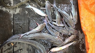 Giăng câu cá ngát,và câu cá dính đủ loại cá luôn...