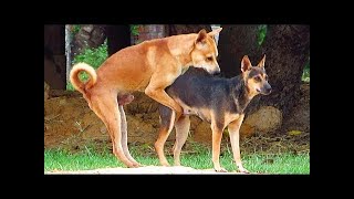German Shepherd Female Vs Canaan Dog In Prasat Bakong District | In...